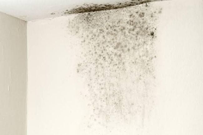The Mouldy Season Returns The Mouldy Season Returns